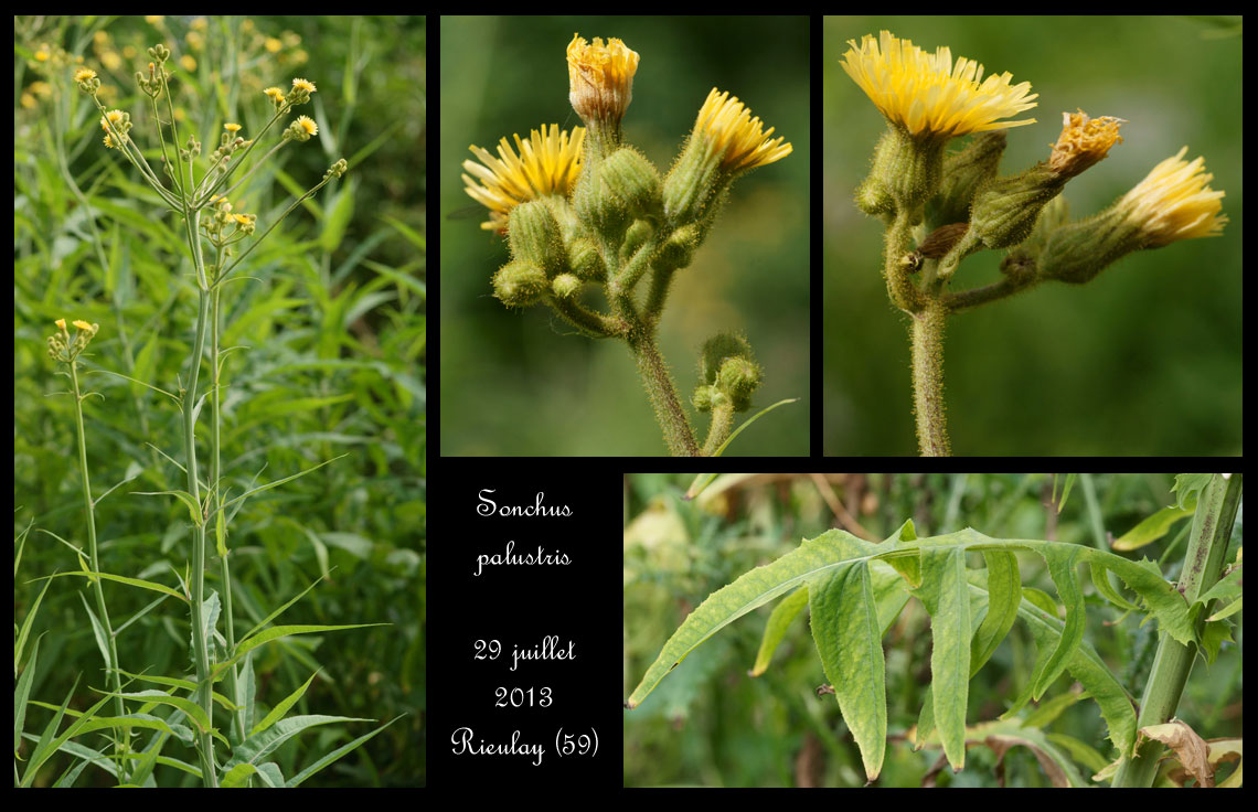 Sonchus palustris